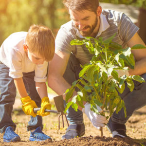 Diploma in Planting