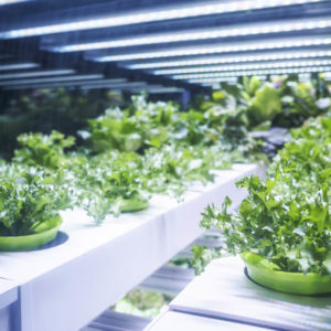 Greenhouse Growing Diploma Level 3