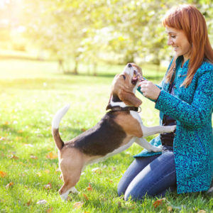 Dog Training: Barking