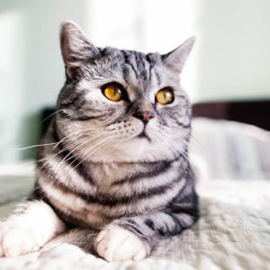 Diploma in Pet Cat Care and Grooming