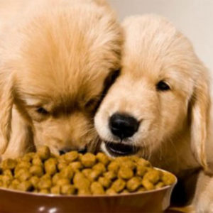 Pet Food Making Course