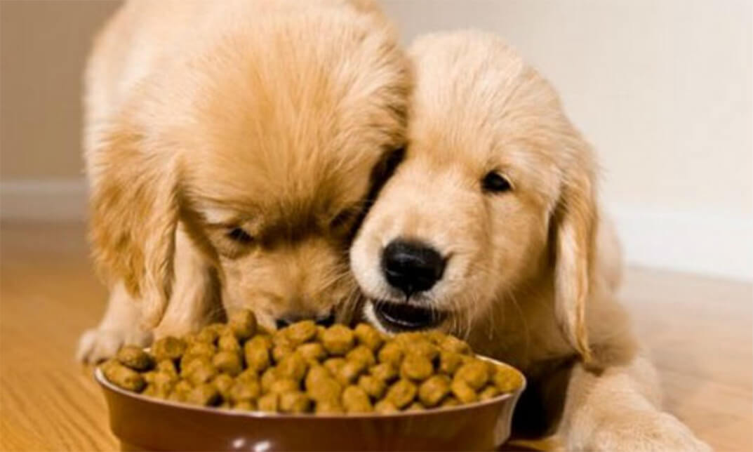 Pet Food Making Course