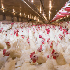 Diploma in Poultry Farming
