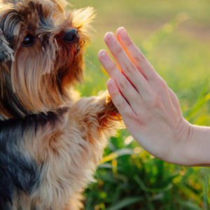 Puppy Training Certificate Level 2