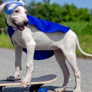 Money Making Ideas for Pet Lovers