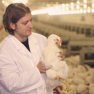 Diploma in Poultry Farming