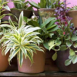 Pot Planting Training Course