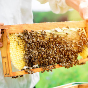 Poultry, Goat, Bee & Worm Farming Diploma Level 3﻿