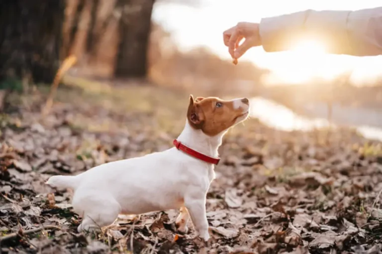 Advanced Diploma in Dog Training
