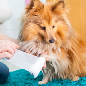 Pet First Aid Certificate Course