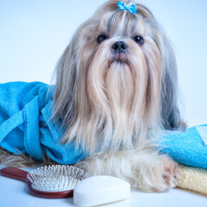 Dog Grooming and Cleaning