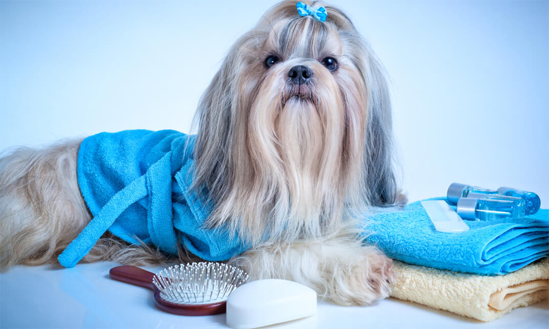 Dog Grooming and Cleaning