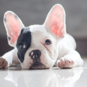 Animal Psychology Course