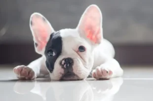 Animal Psychology Certificate Course