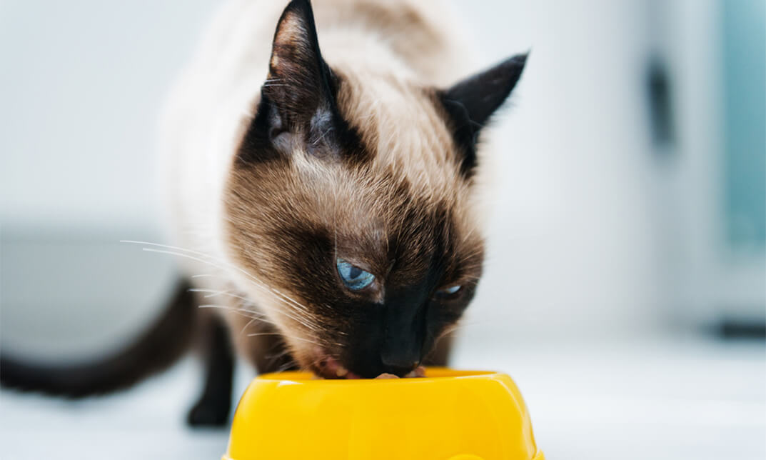Pet Nutrition and Feeding Guide
