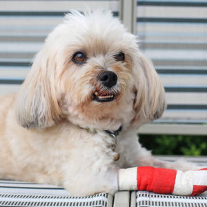 Canine First Aid Training for Dog Trainer