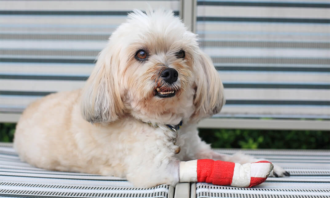 Canine First Aid Training for Dog Trainer