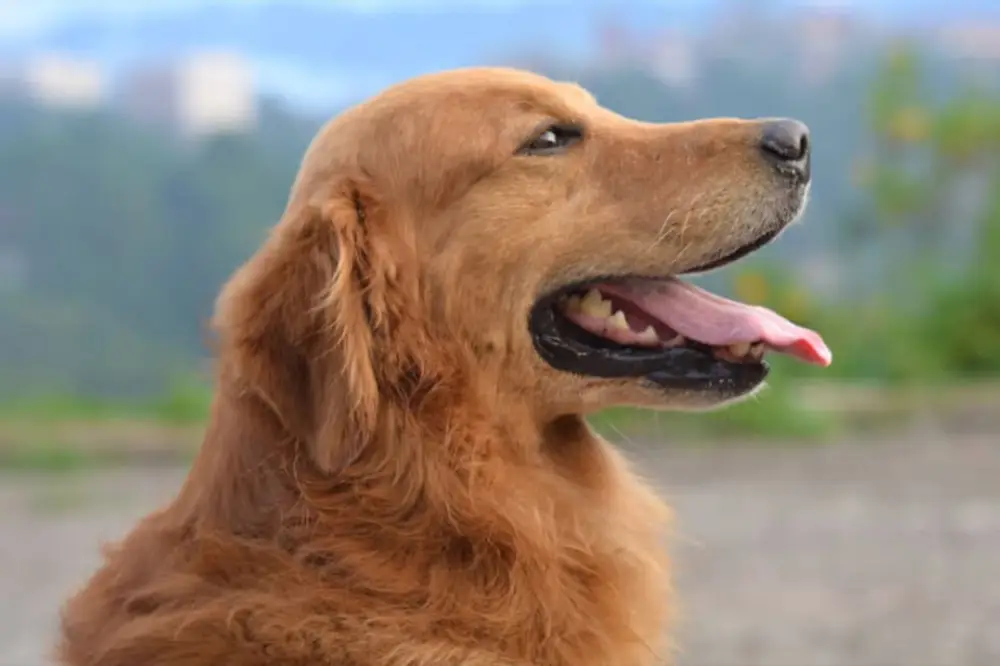 Dog Behaviour and Training