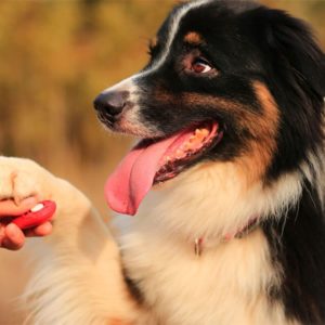 Dog Behaviour and Training