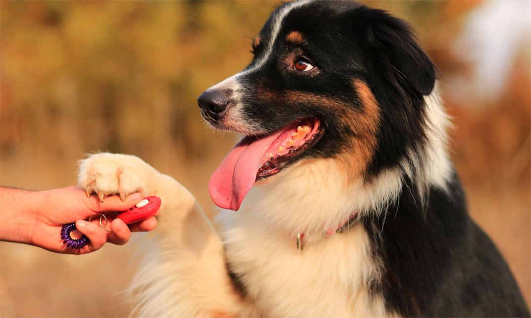 Dog Behaviour and Training