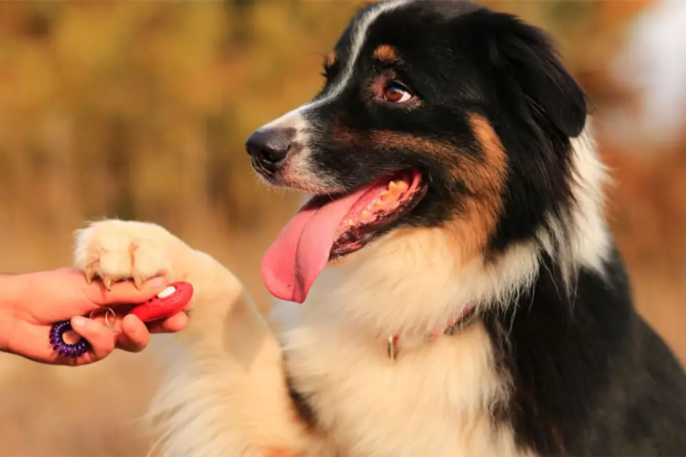 Dog Behaviour and Training