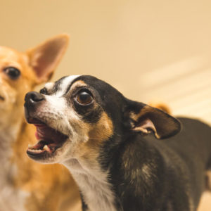 Dog Behaviour & Training: Stop Dog Barking