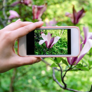 Mobile Photography