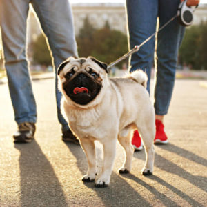 Pet Sitting and Dog Walking
