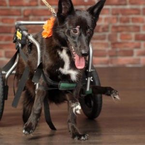 Dog Mobility