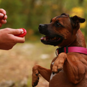 Dog Training - Become A Dog Trainer - Dog Training Career
