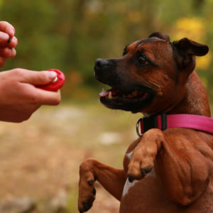 Dog Training - Become A Dog Trainer - Dog Training Career