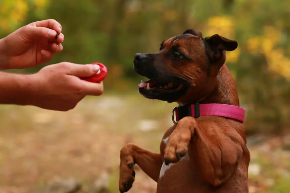 Dog Training - Become A Dog Trainer - Dog Training Career