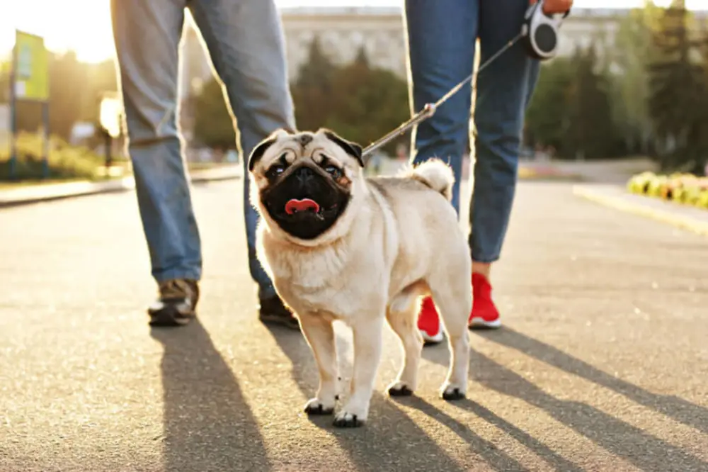 Pet Sitting and Dog Walking