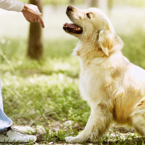 Animal Care & Behaviour: Obedience & Health