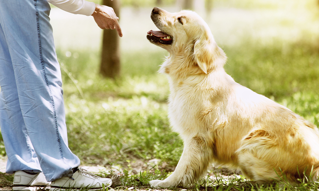 Animal Care & Behaviour: Obedience & Health