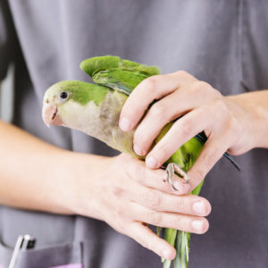 Exotic Animal Care