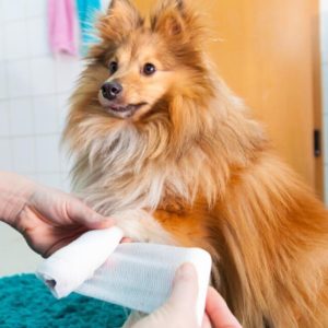 Pet First Aid and CPR Course