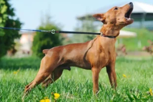 Dog Training – Stop Dog Barking