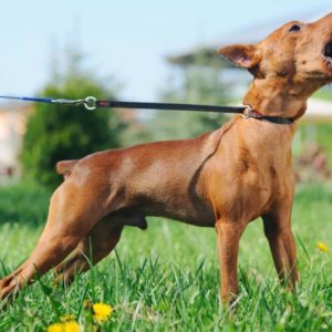 Dog Training – Stop Dog Barking