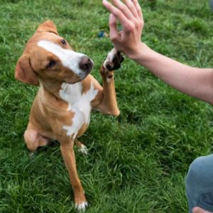 Dog Training – Train Puppies