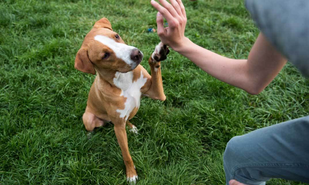 Dog Training – Train Puppies
