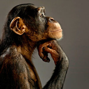 Certificate in Animal Psychology and Behaviourism