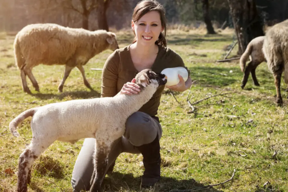 Pet and Animal Welfare