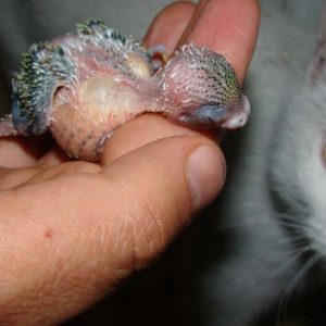 Animal Care for Exotic Animals