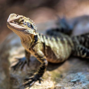 Exotic Animal Care Level 3