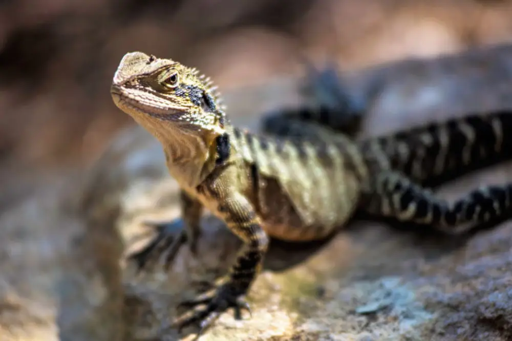Exotic Animal Care Level 3
