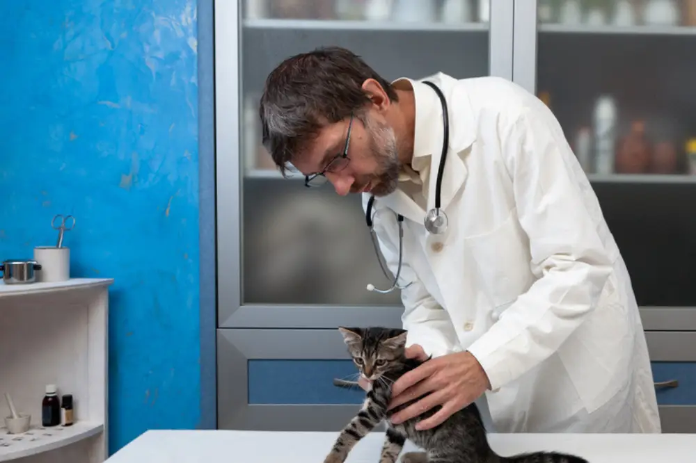 Cat Behavior Rectification & Cat Health Care