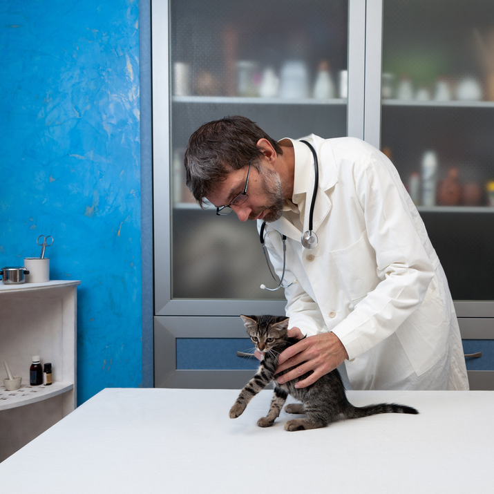 Cat Behavior Rectification & Cat Health Care