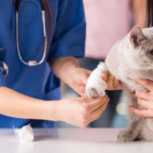 Pet First Aid (Advanced)