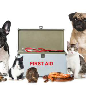 Pet CPR (Advanced)